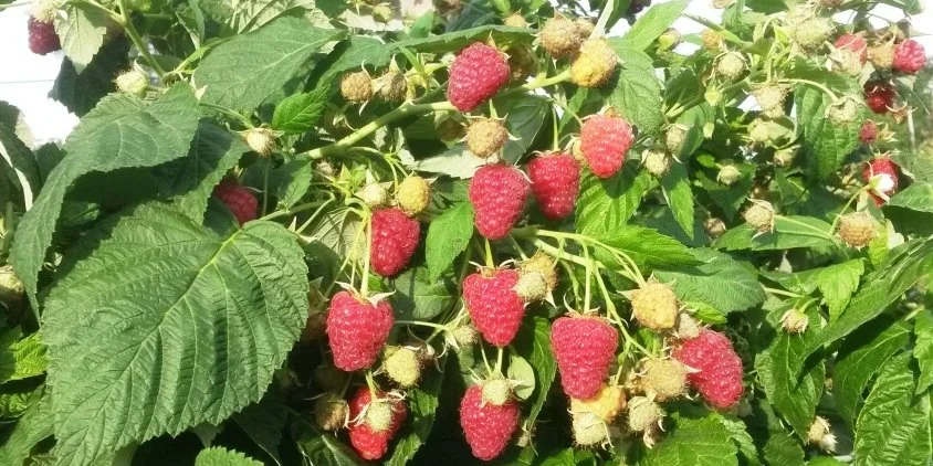 Недостатня кількість працівників. Український виробник ягід має намір залучити сезонних робітників з Азійських країн для збору урожаю.