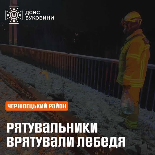 Рятувальники з Буковини прийшли на допомогу лебедю, який застряг у металевій пастці через відімкнення.