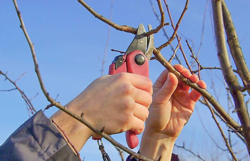 Знищує та стримує розвиток: які види дерев і чагарників не слід підрізати в зимовий період.