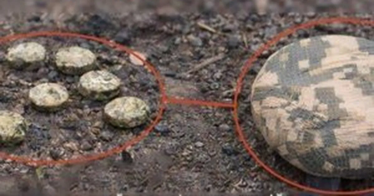 Трагічна подія на Сумщині: на кордоні 17-річний хлопець підірвався на мінному вибуховому пристрої.