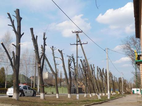 Дерева також хочуть жити