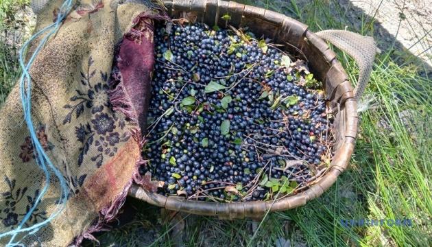 Сезон ягід: Якщо ти не збереш чорниці на 