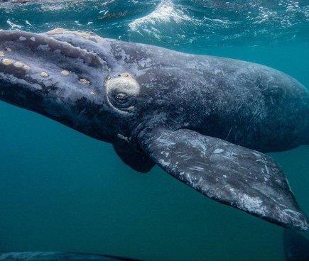 Білок вічності: у китів виявили сполуку, здатну подовжити життя людини.