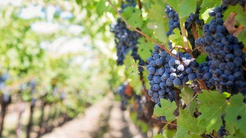 В Україні протягом війни було відкрито приблизно 70 нових виноробних компаній.