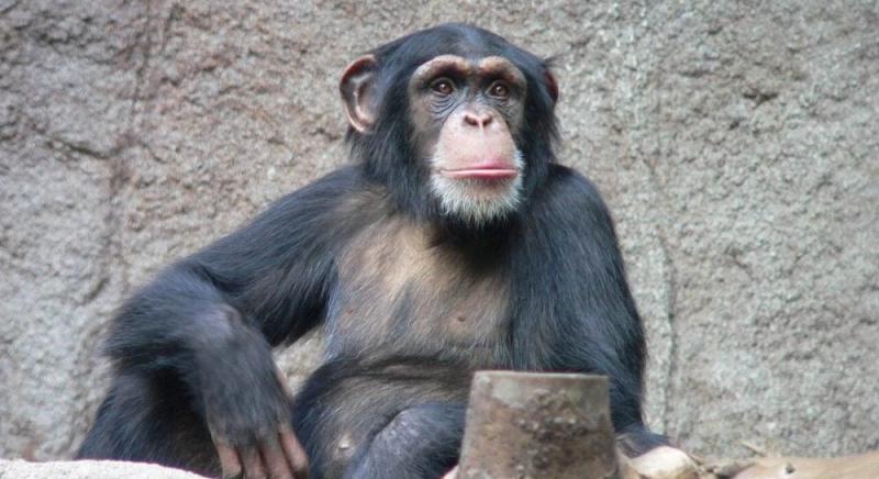 Перетворення зоопарку на арену конфлікту: як один шимпанзе 28 років тому здивував науковців