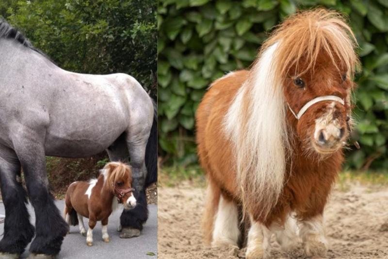 Менший за величезного собаку: яким є найменший кінь у світі (ФОТО)