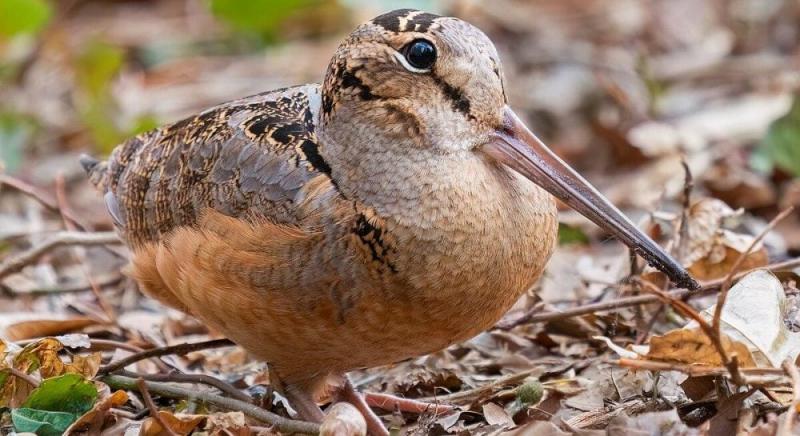 Загадковий лісовий мешканець: виявлено птаха з відмінним камуфляжем.