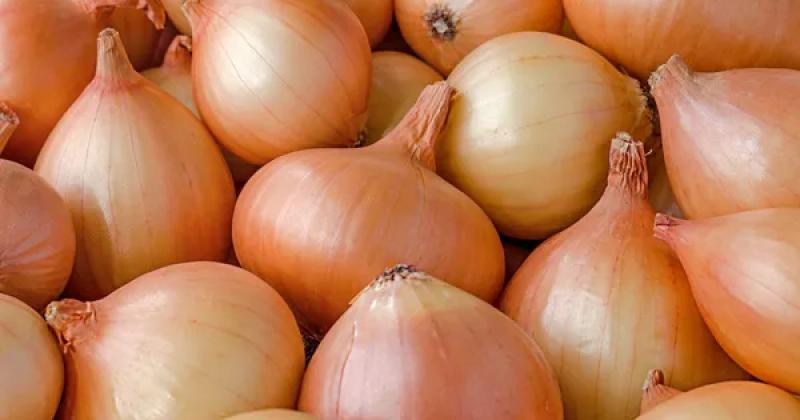 Ціна на цибулю в Україні знизилася на 22% за один тиждень: які фактори вплинули на це — Delo.ua
