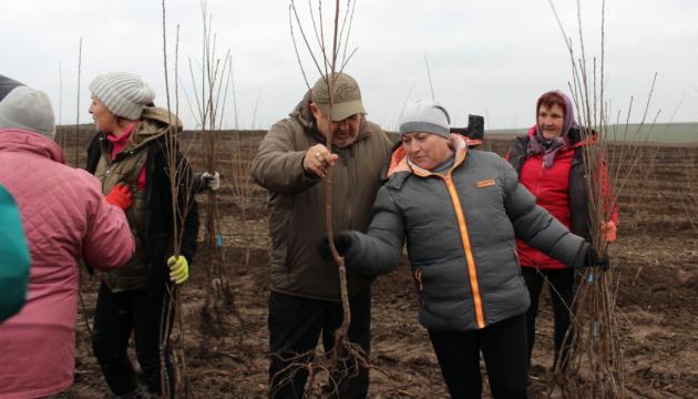 У Волинській області було засновано найбільший сад вишень.