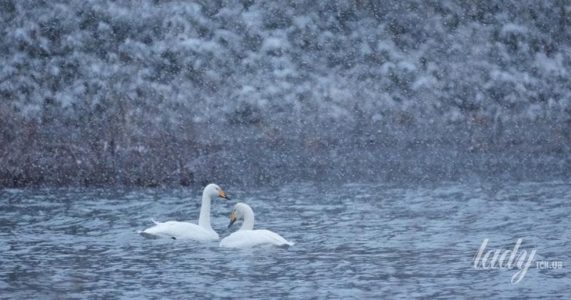 Що передбачають зірки: астрологічний прогноз на період з 5 по 11 січня 2026 року.