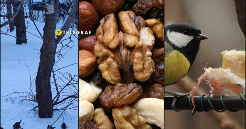Морози знову на порозі: 7 речей, що допоможуть птахам - ви їх точно маєте у себе вдома!