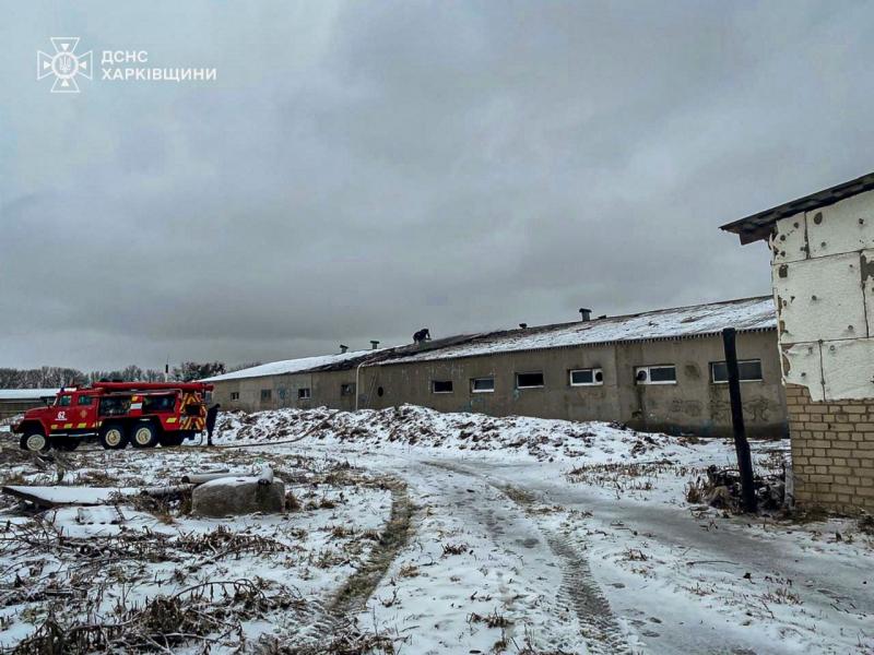 Приблизно 100 свиней загинуло внаслідок обстрілу фермерського господарства в Харківській області - Новини Весь Харків.