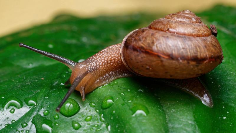 Як звільнитися від слимаків - кавова гуща стане вашим союзником, адже молюски її не переносять.