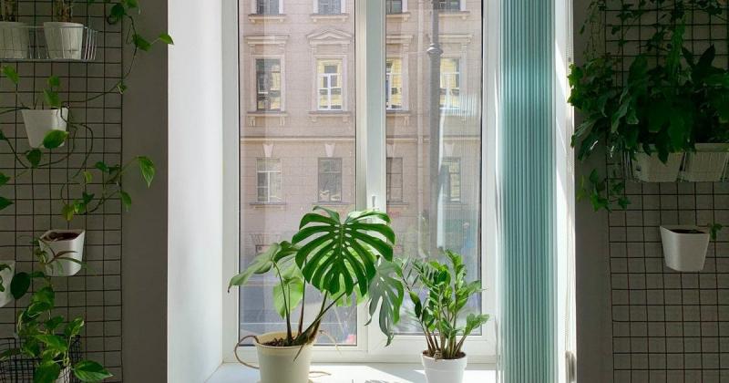 Помічали, як кімнатні рослини раптом втрачають свої листя? Ось сім несподіваних причин, чому це може відбуватися.