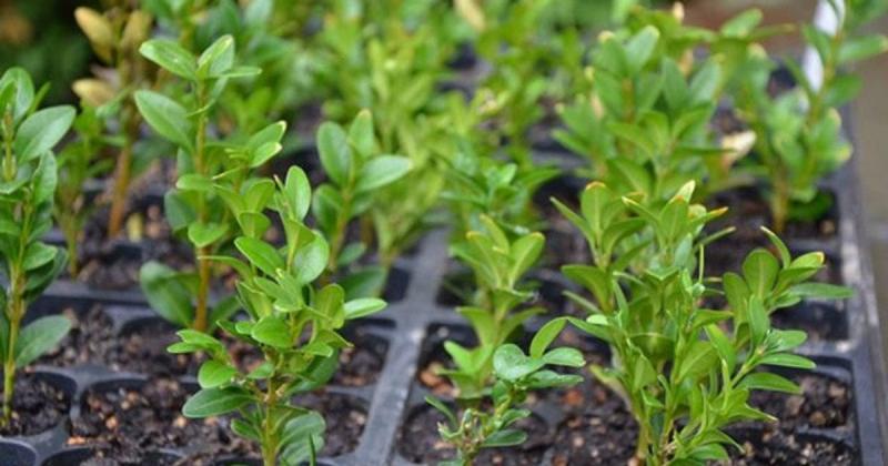 Які рослини можна розмножувати живцями: як правильно підготувати та укоренити декоративні кущі.