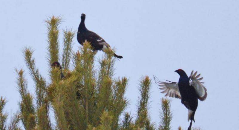Поряд з ЧАЕС тетеруки розпочали виконувати демонстраційні ритуали: дослідники розкрили причини цього явища.