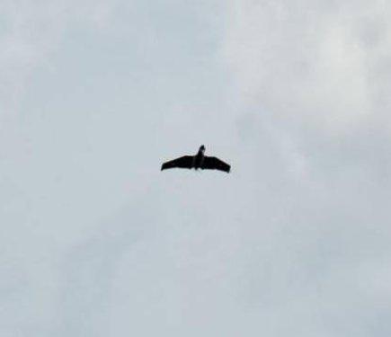 Російські війська завдали удару по Полтавщині, серед потерпілих є дитина.