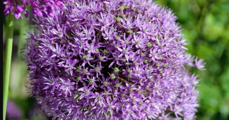 Яка рослина допоможе подолати кліщів у саду?