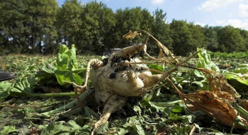 Україна наближається до встановлення історичного антирекорду в сфері виробництва цукру, - зазначила експертка.