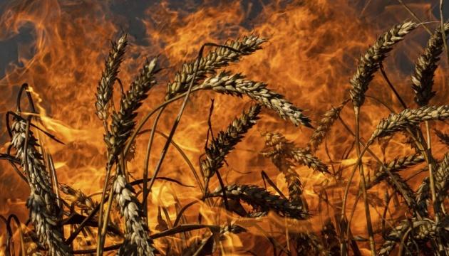 В Чернігівській області внаслідок падіння російського дрона спалахнуло wheat поле.